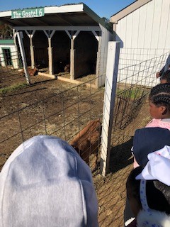 Students visit the farm animals