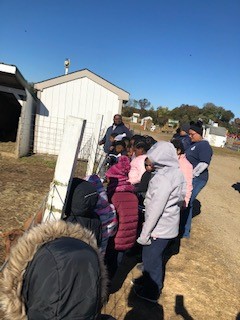 Students visit the farm animals